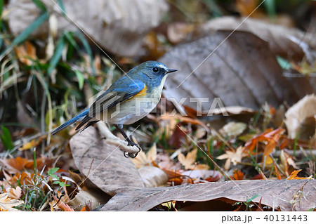 薬師池公園の野鳥 40131443