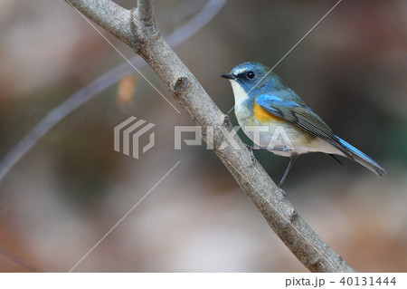 薬師池公園の野鳥 薬師池公園の野鳥 40131444