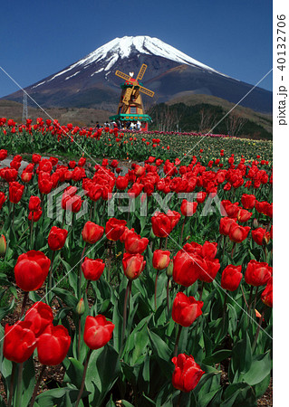 チューリップと富士山 チューリップと富士山 40132706