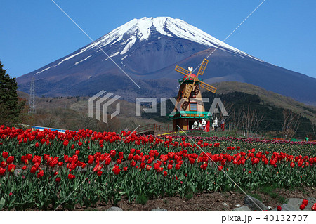 チューリップと富士山 40132707