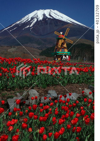 チューリップと富士山 40132709