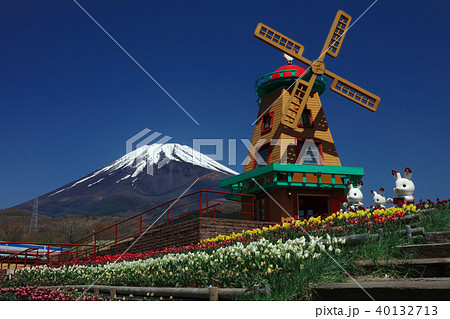 チューリップと富士山 40132713