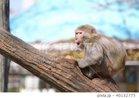 ニホンザル 40132775