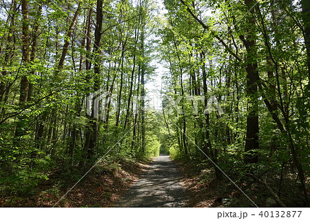 森林の小道 安曇野 森林の小道 安曇野 40132877