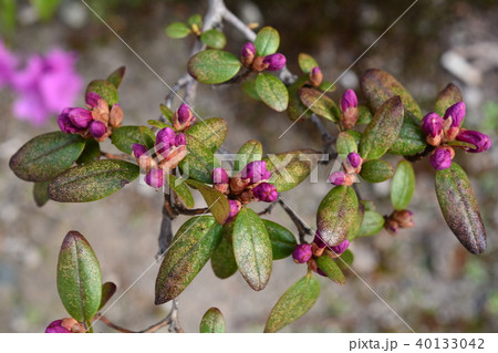 エゾムラサキツツジの蕾 40133042