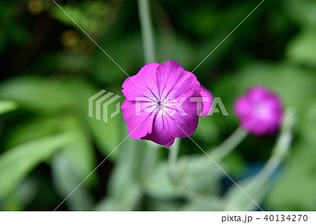 スイセンノウ 40134270