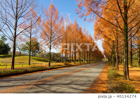 メタセコイア並木 40134274