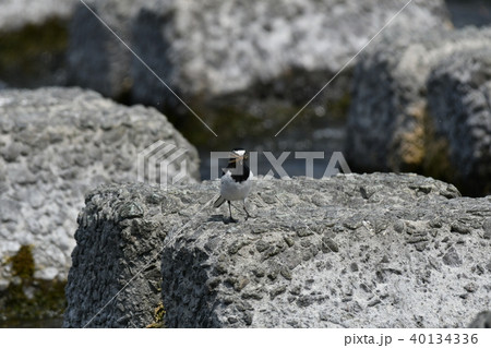 ハクセキレイ・虫 40134336