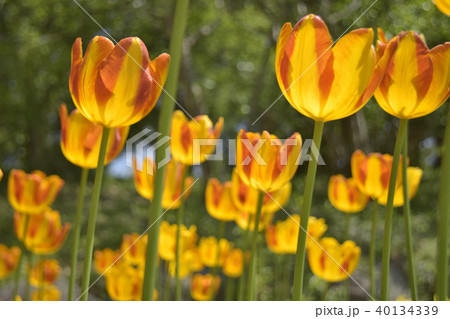 チューリップ　ザグレゴールミズノ 40134339