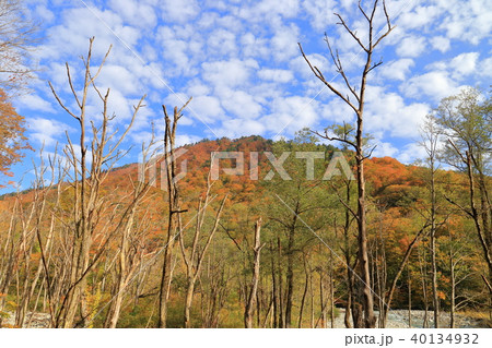 秋の湯桧曽川沿い(新道)の立枯れの木々と白毛門眺望 40134932