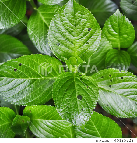 緑の葉　アジサイ 40135228
