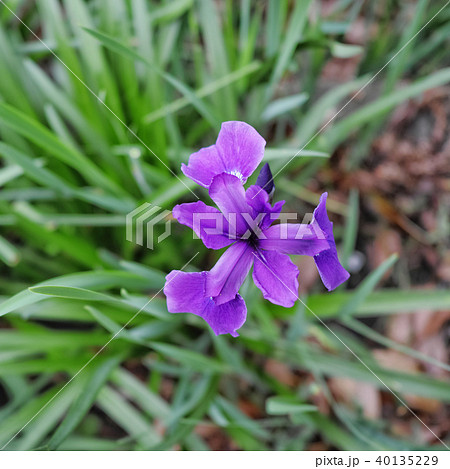紫色のアヤメ 40135229