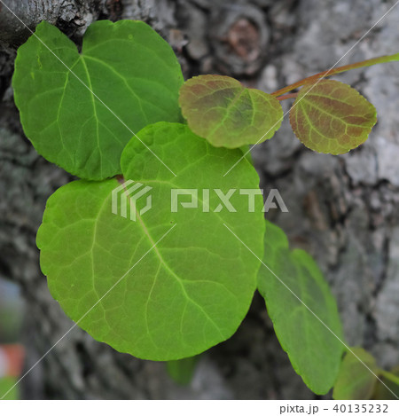 カツラの木の葉 40135232