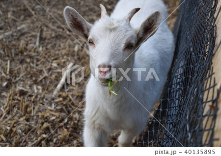 ヤギ 40135895