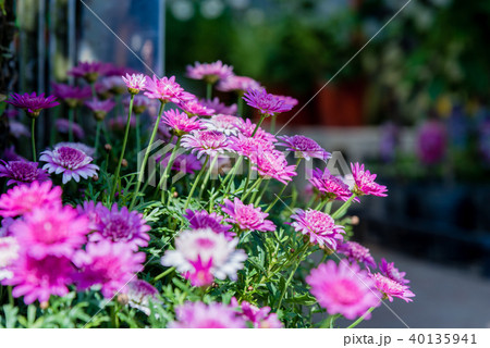 植物 工場 プランツ 40135941