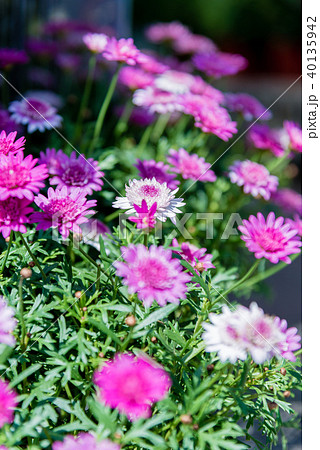 植物 工場 プランツ 40135942