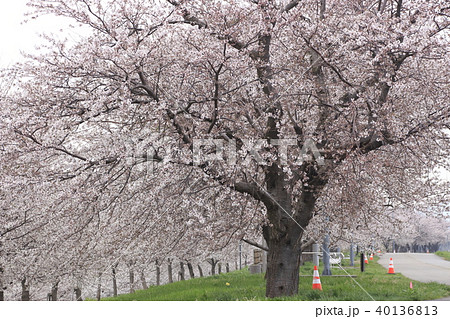 春の大河津分水の桜並木 春の大河津分水の桜並木 40136813