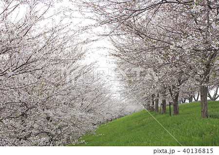 春の大河津分水の桜並木 40136815