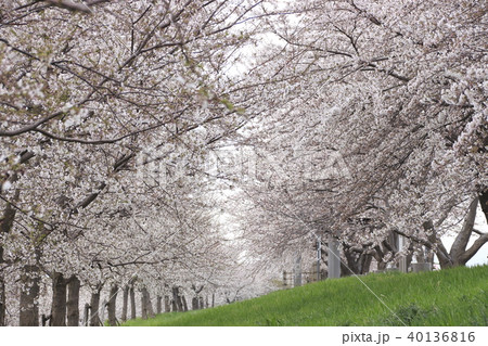 春の大河津分水の桜並木 40136816
