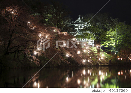 高田城址公園の桜ライトアップ 高田城址公園の桜ライトアップ 40137060