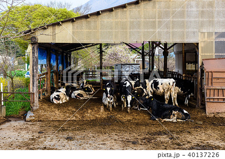 Cows in cattle pen. Beef Japan food industry Cows in cattle pen. Beef Japan food industry 40137226