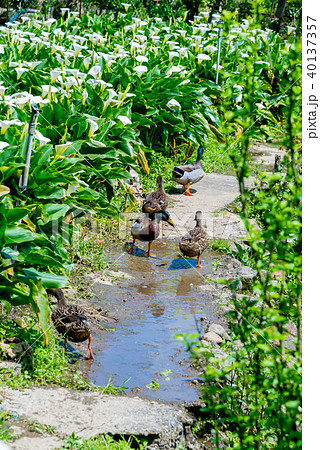 台北 台北市 タイペイ 40137357