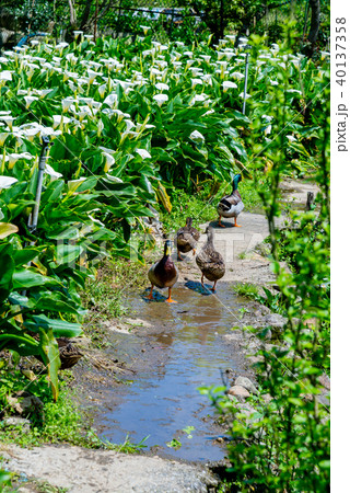 台北 台北市 タイペイ 40137358