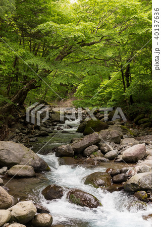 栃木県塩谷町 尚仁沢湧水(5月) 栃木県塩谷町 尚仁沢湧水(5月) 40137636