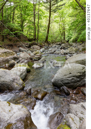 栃木県塩谷町　尚仁沢湧水（5月） 40137647