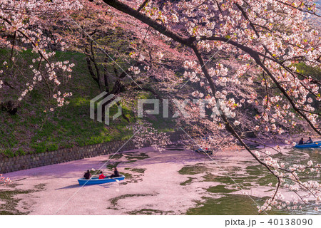 cherry blossom at chidori ga fuchi, tokyo, japan cherry blossom at chidori ga fuchi, tokyo, japan 40138090