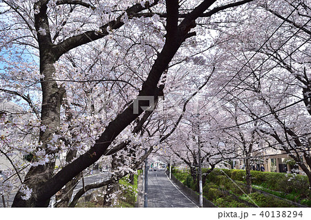 田園調布本町の桜坂 40138294