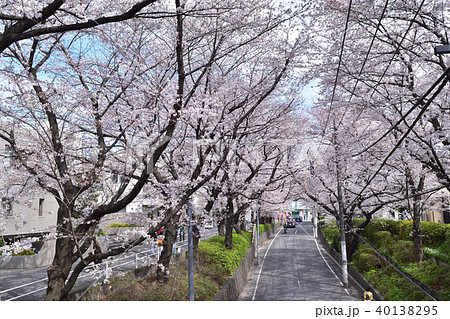 田園調布本町の桜坂 40138295