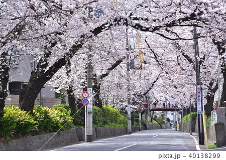 田園調布本町の桜坂と桜橋 40138299