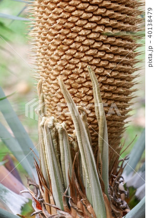 Flower cycad large pollen above a cyad sago palm Flower cycad large pollen above a cyad sago palm 40138479