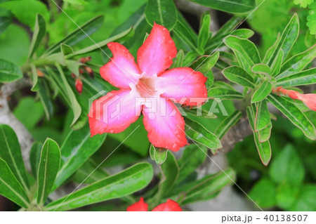 desert rose or adenium red flower and drip water desert rose or adenium red flower and drip water 40138507