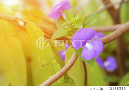 Purple Brazilian snapdragon beautiful flower  40138536