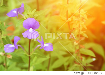 Purple Brazilian snapdragon beautiful flower  40138537