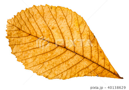 autumn yellow leaf of horse chestnut tree isolated autumn yellow leaf of horse chestnut tree isolated 40138629