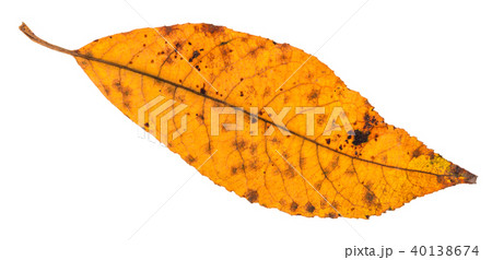 back side of dried yellow leaf of ash tree 40138674
