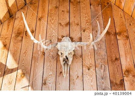 front view of skull of moose on country house 40139004