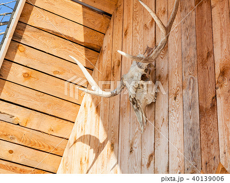 side view of skull of moose on country house 40139006