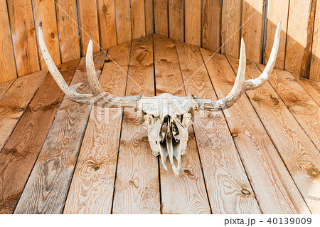 natural skull of moose on wooden roof on cottage 40139009