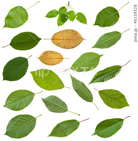 set of various leaves of prunus trees isolated 40139328