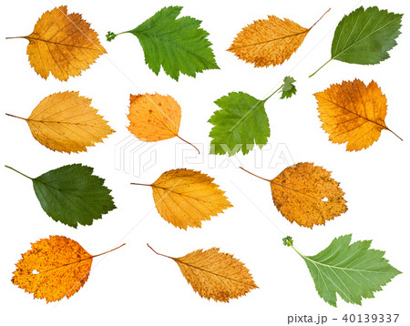 set of various leaves of hawthorn trees isolated 40139337