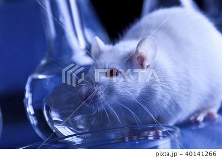 Experiments on animals 40141266