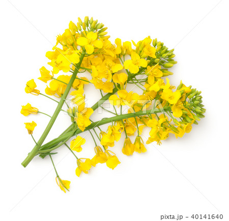Rapeseed Flowers Isolated on White Background Rapeseed Flowers Isolated on White Background 40141640