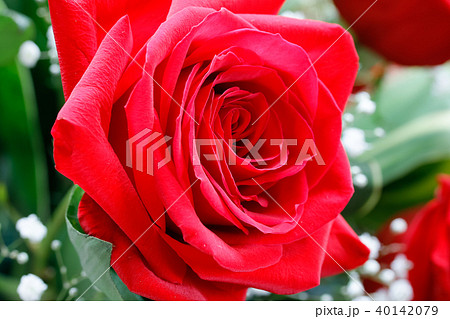 赤いバラの花 赤いバラの花 40142079