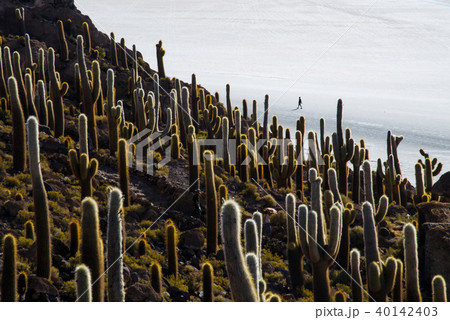 Silhouette of a person in a salt flat with cactus 40142403