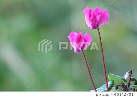 質素なシクラメン 40142701