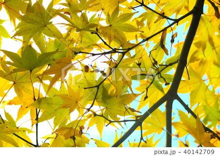 紅葉と青空の風景 紅葉と青空の風景 40142709